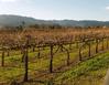 One of Petaluma's regional industries-viticulture and wine making