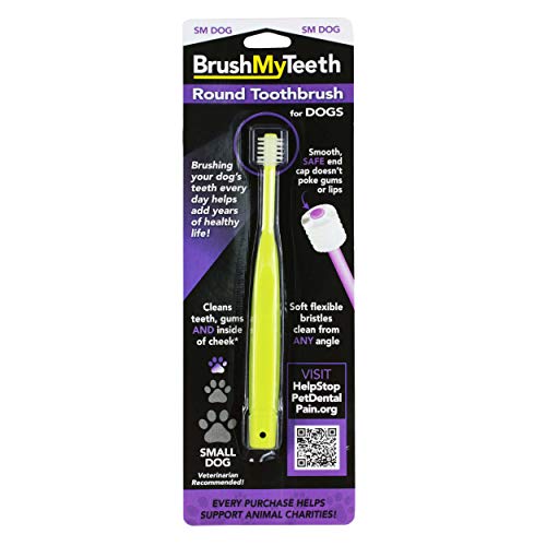 Brush My Teeth Small Dog Toothbrush, Rounded Brush Head -Soft Flexible Bristles, Safe and Gentle Brushing for Small Dogs, Small Breeds and Puppy, Daily Brushing Adds Years of Healthy Life, Multicolor Brush My Teeth Small Dog Toothbrush, Rounded Brush Head -Soft Flexible Bristles, Safe and Gentle Brushing for Small Dogs, Small Breeds and Puppy, Daily Brushing Adds Years of Healthy Life, Multicolor